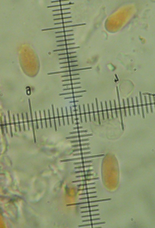 Stereum? (Stereum gausapatum)